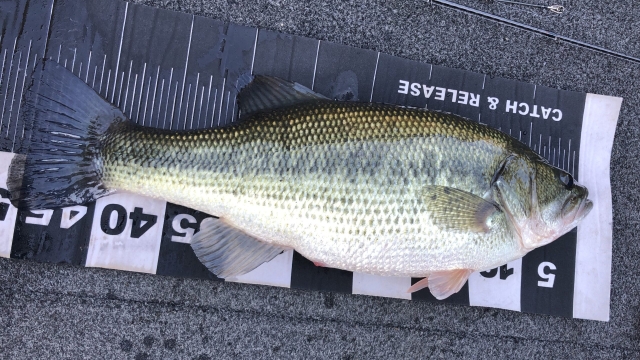 ブラックバス|冬,淡水魚,川,湖,釣り方