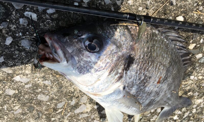 釣り方|チニング,冬,ルアー,タックル