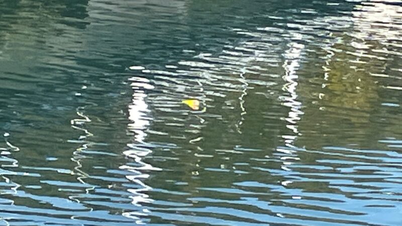 操作性｜ヤマガブランクス,バリスティック,インプレ,シーバスロッド