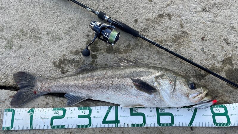 ランカーシーバス釣果｜ヤマガブランクス,バリスティック,インプレ,シーバスロッド