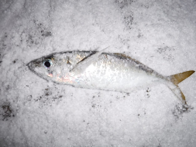 アジ、冬に釣りやすい魚種｜冬の海でルアーで釣れる魚と釣り方