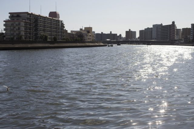 ポイント｜マイクロベイトパターン,釣り方,ルアー,シーバス