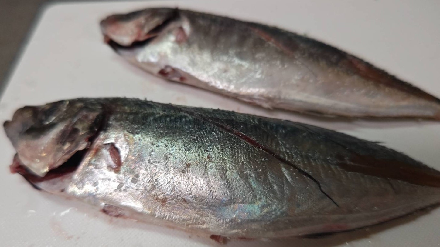 アジの下処理｜アジの揚げ焼き・生姜風味の卵とじあんかけ,レシピ,釣果メシ