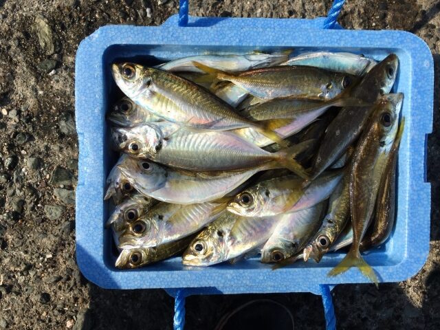アジは釣って食べる魚人気で不動の1位|アジ料理,おすすめ,レシピ,釣果メシ