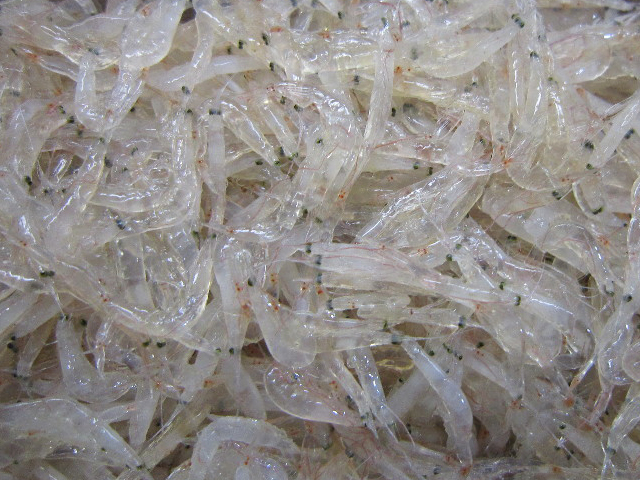 マイクロベイトの種類｜マイクロベイトパターン,釣り方,ルアー,シーバス