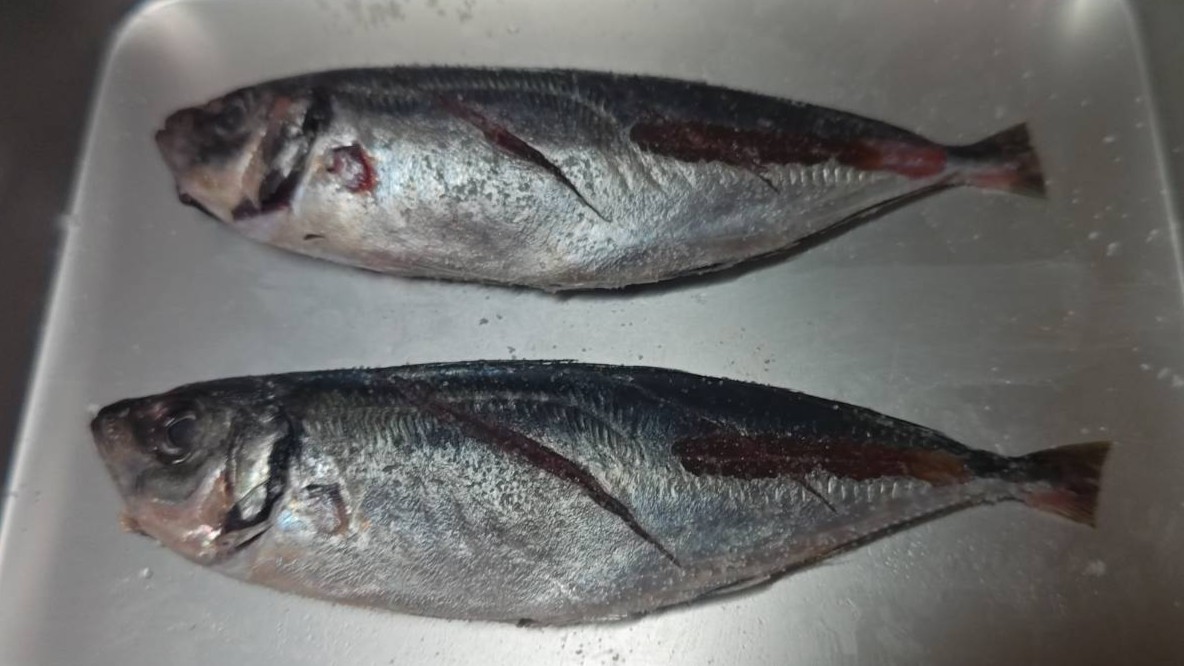 塩をする|アジの塩ゆで・花柚仕立て,レシピ,つくり方,釣果メシ