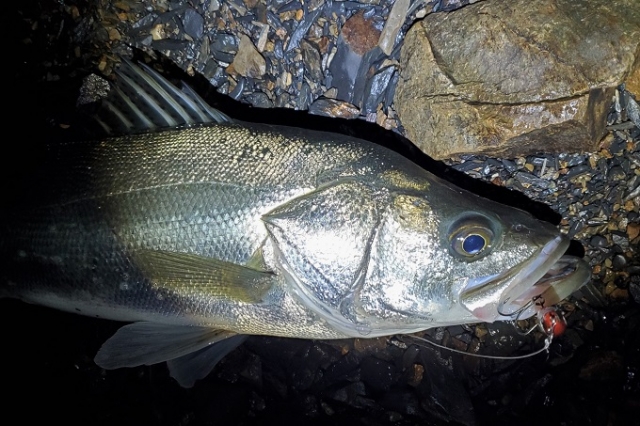 バチ抜け,シーバス,タックル,ロッド,リール,ラインリーダー