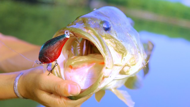 春,バス釣り,クランクベイト,釣り方,タックル,おすすめ