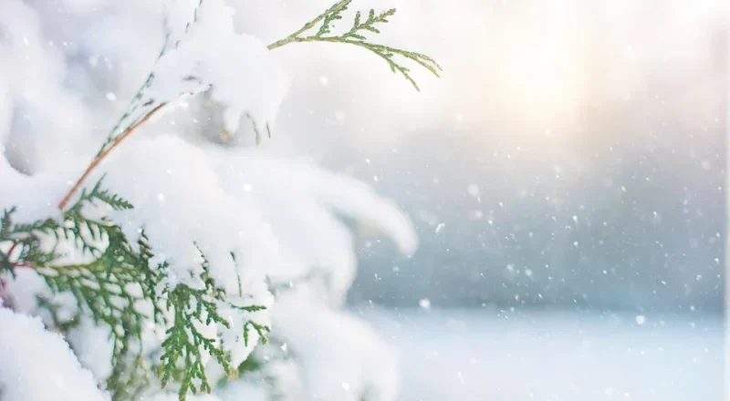 冬の特徴｜エギング,時期,シーズン,釣り方