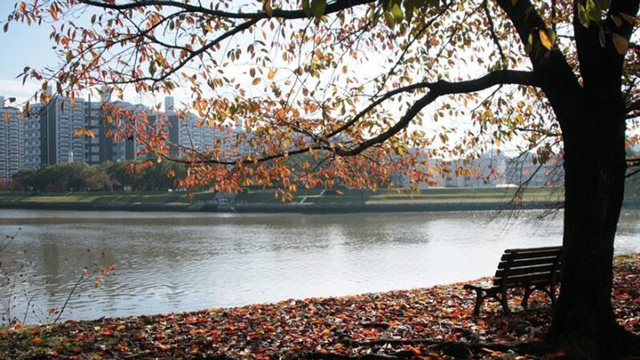 秋|シーバス,時期,釣り方,パターン,おすすめルアー