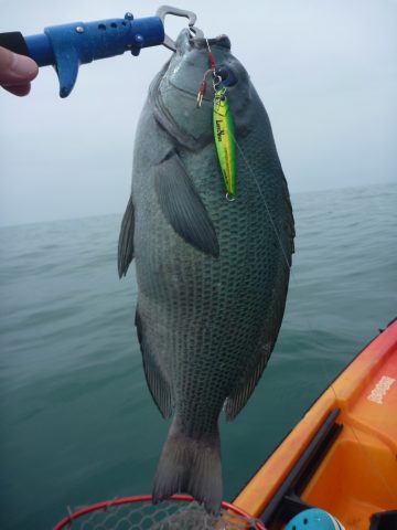 グレ(メジナ),冬に釣りやすい魚種|冬の海でルアーで釣れる魚と釣り方