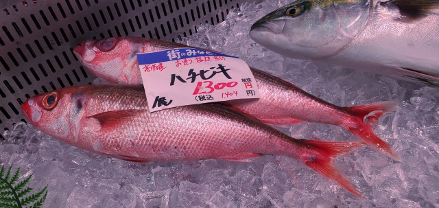 ハチビキ(葉血引),赤サバ