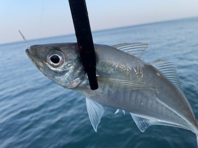 春,時期,アジング,釣り方,おすすめワーム,ポイント