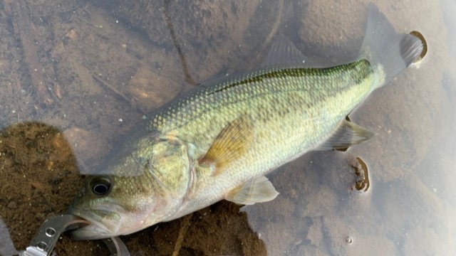 春バスの特徴｜春,バス釣り,クランクベイト,釣り方,タックル,おすすめ