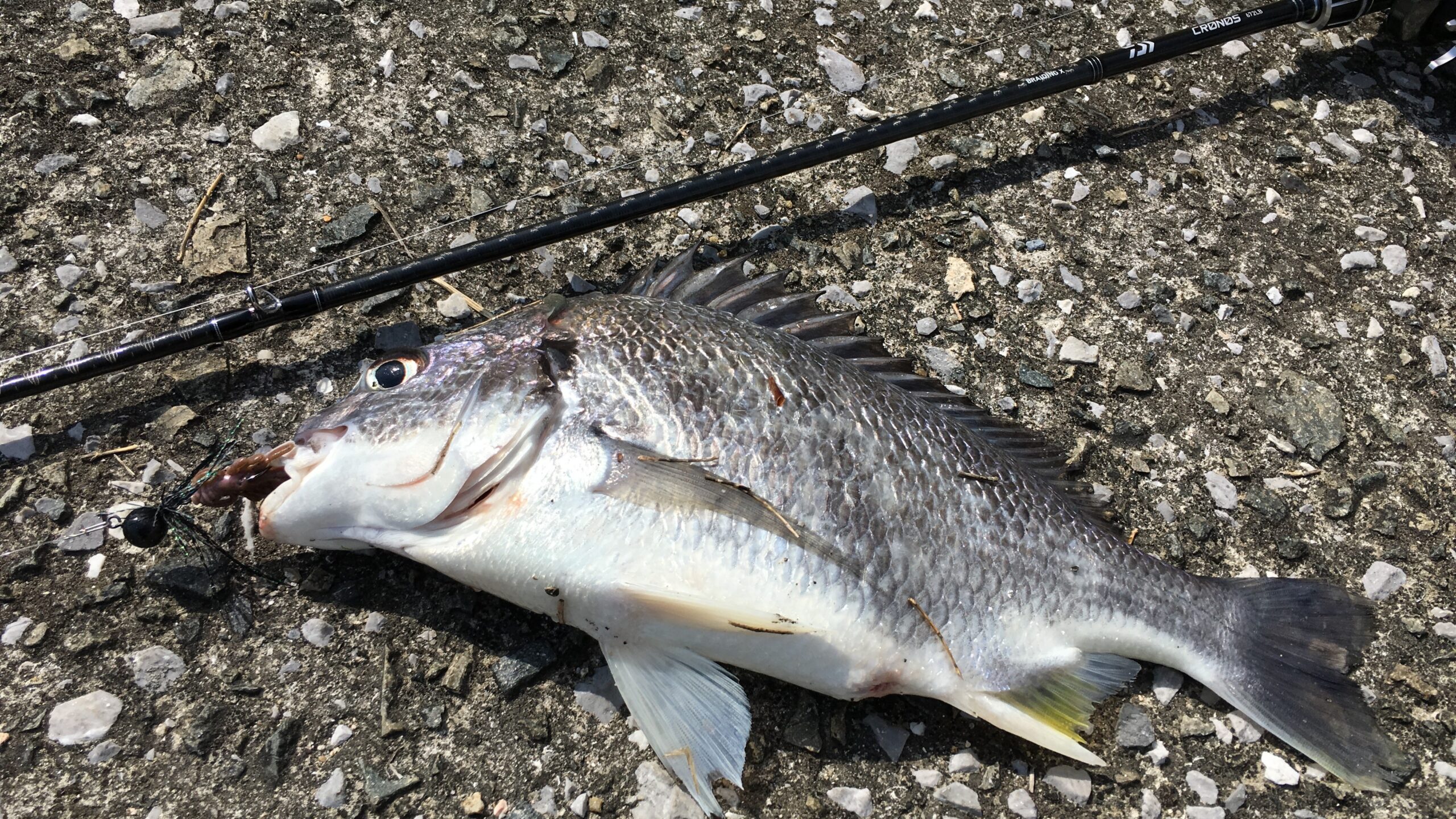 4月12日｜春,チニング,釣果,タックルデータ,ルアー,記録