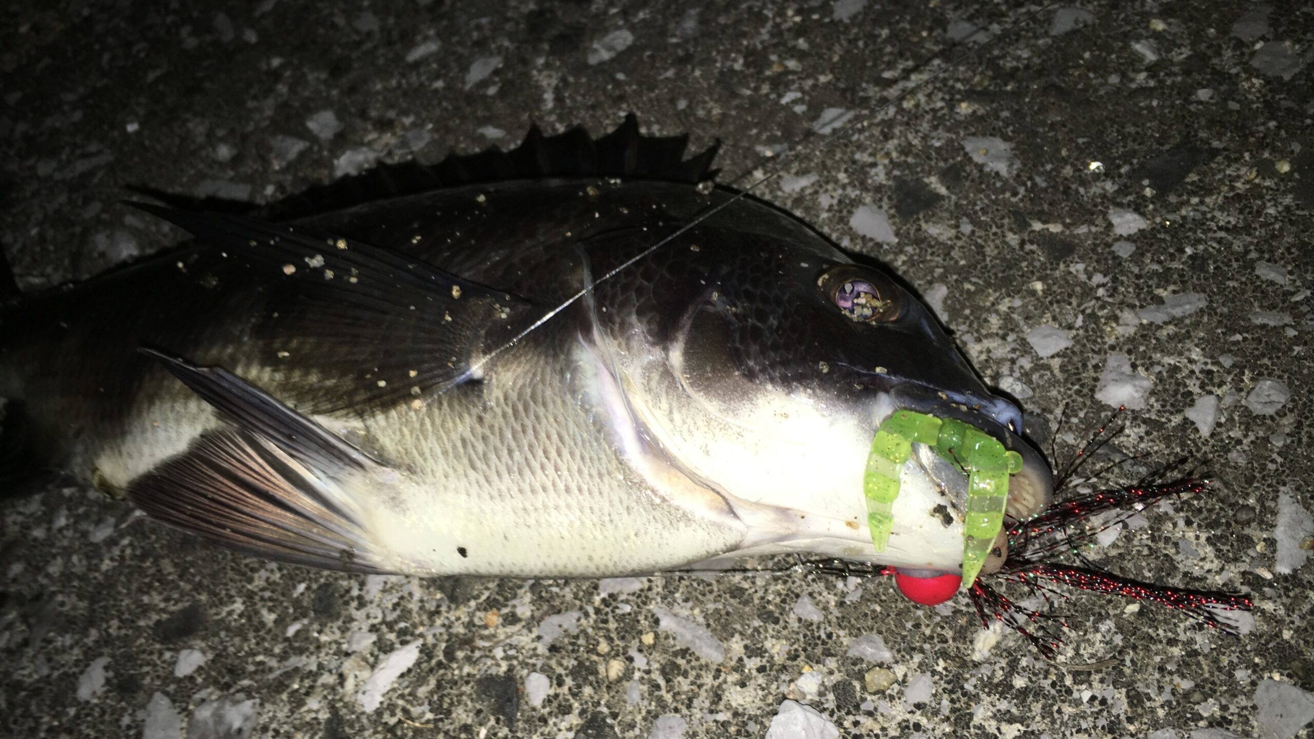 5月5日｜春,チニング,釣果,タックルデータ,ルアー,記録