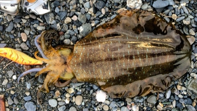 春イカの特徴|春エギング,おすすめエギ,釣り方,しゃくり方,時間