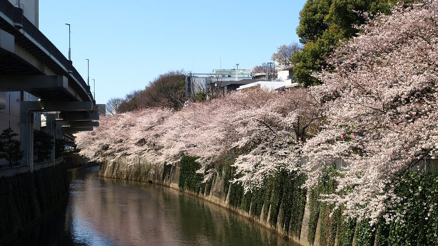 春|シーバス,時期,釣り方,パターン,おすすめルアー
