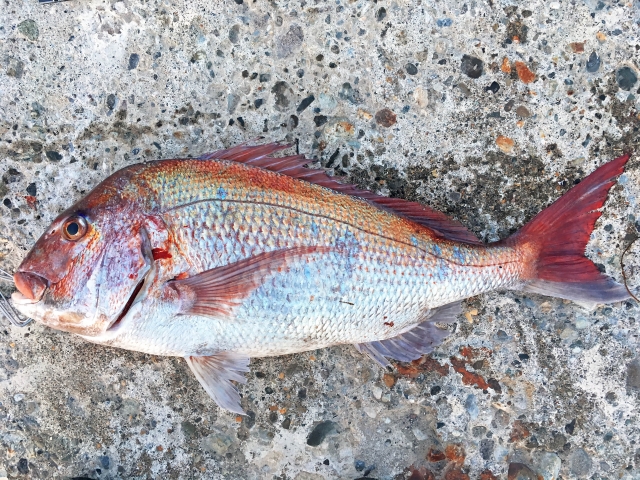 堤防、ショアラバ｜春,真鯛,タイラバ,時期,釣り方,カラー