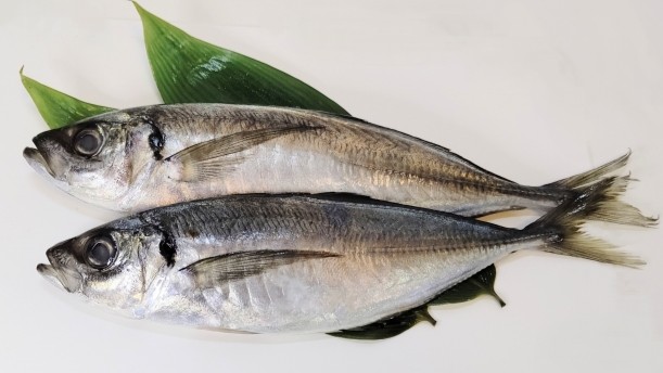 Japanese horse mackerel (ジャパニーズ・ホース・マカレル)｜2026年,丙午,馬（ウマ）にちなんだ魚,釣り方,食味