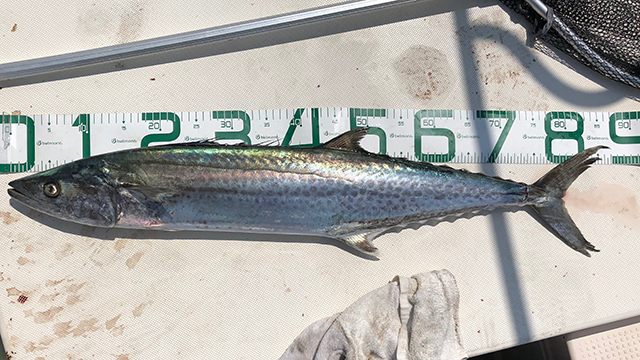 魚の置き画｜釣果写真,撮り方,インスタ,映え,自撮り