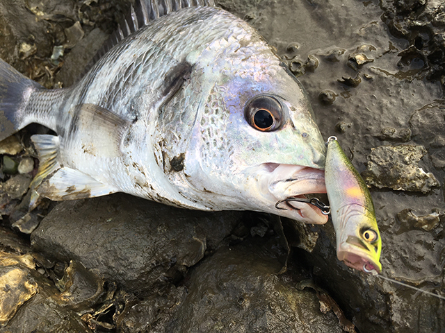 余白を活かす｜釣果写真,撮り方,インスタ,映え,自撮り