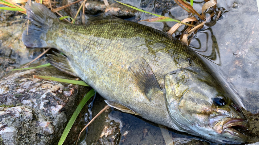 釣り方|河川,バス釣り,ポイント,釣り方,ルアー,おすすめ