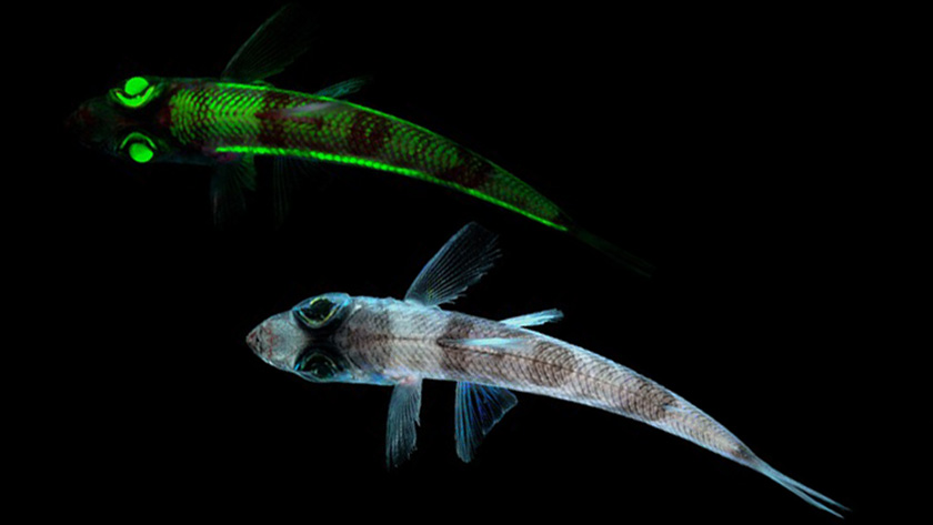 グローとの違い|ケイムラとは,ルアー,カラー,自作