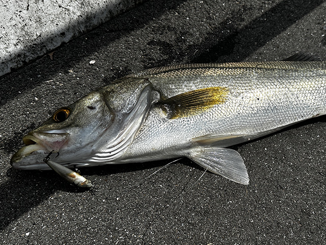 釣り方｜マイクロベイトパターン,釣り方,ルアー,シーバス