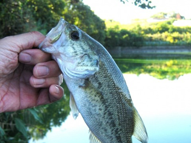 春,バス釣り,野池,釣り方,ルアー