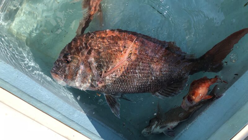 仕掛け｜春,真鯛,タイラバ,時期,釣り方,カラー