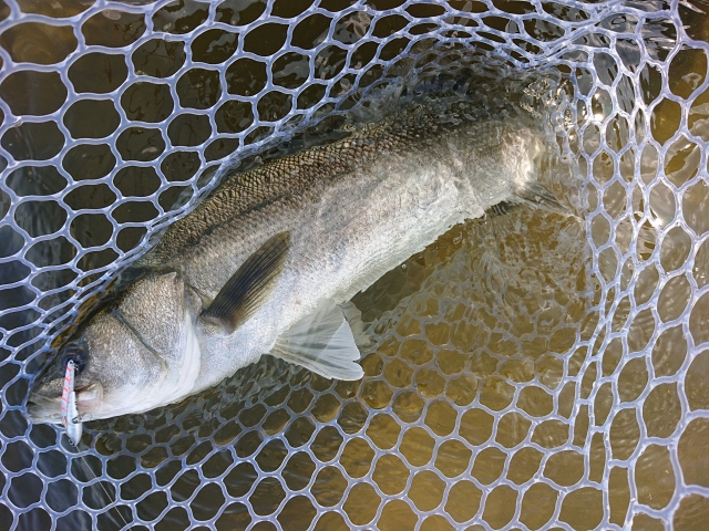 シーバス,時期,釣り方,パターン,おすすめルアー