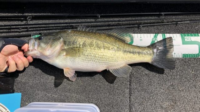 バス釣り,時期,シーズン,傾向,釣り方,ルアー