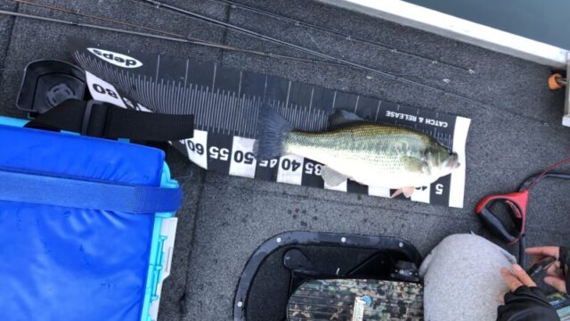 釣れる時期と釣れない時期｜バス釣り,時期,シーズン,傾向,釣り方,ルアー