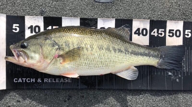 冬｜バス釣り,時期,シーズン,傾向,釣り方,ルアー