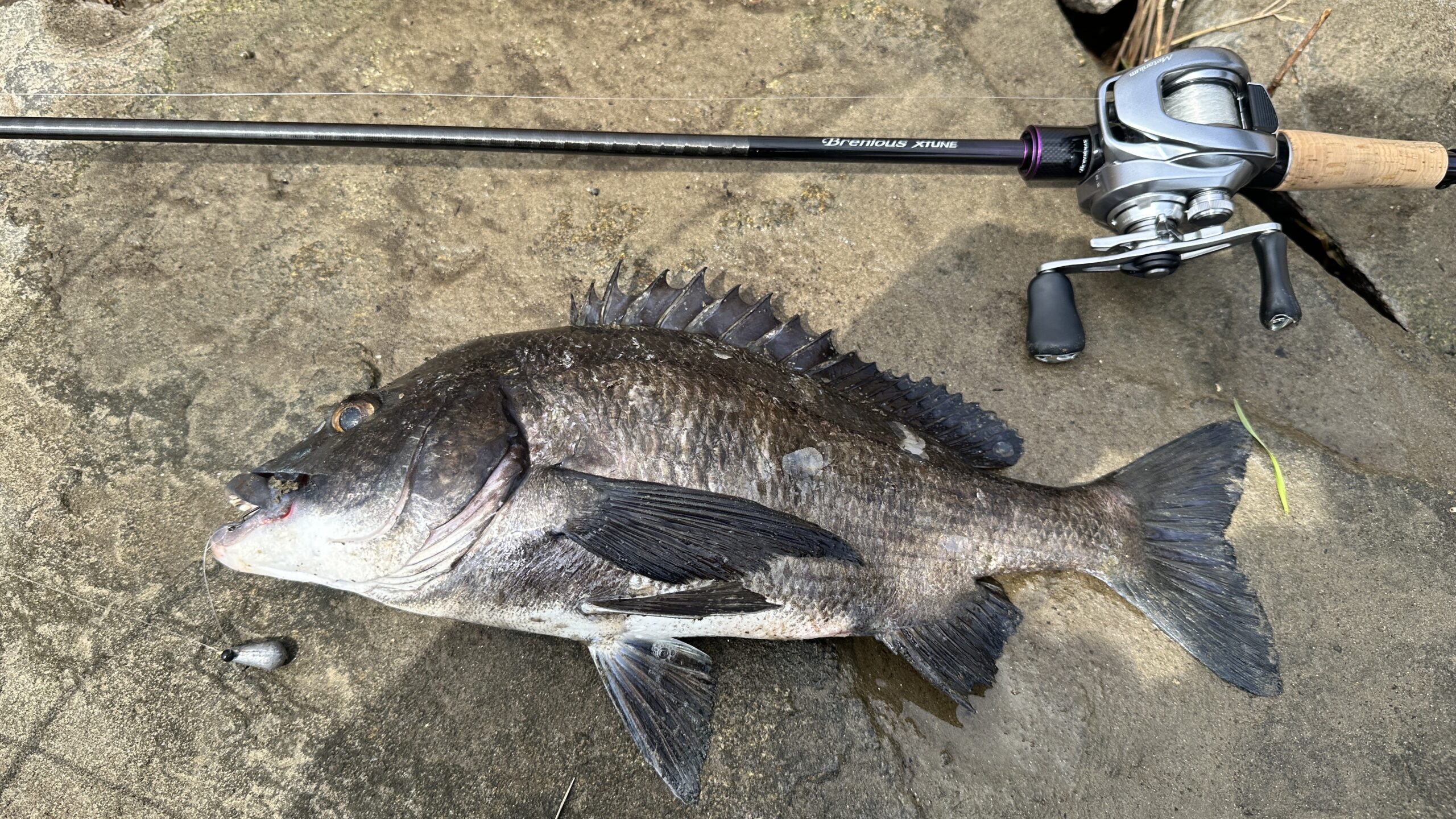 春,チニング,釣果,タックルデータ,ルアー,記録