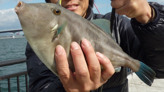 ウマヅラハギ（馬面剥）｜2026年,丙午,馬（ウマ）にちなんだ魚,釣り方,食味