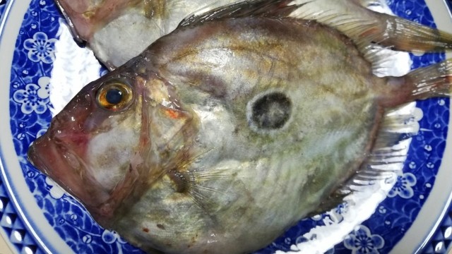 2026年,丙午,馬（ウマ）にちなんだ魚,釣り方,食味