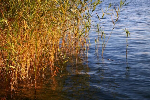 ポイント選定｜春,バス釣り,野池,釣り方,ルアー