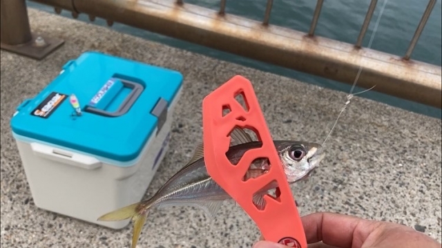 アジングとは|アジング,基礎,時期,釣って食べる,タックル