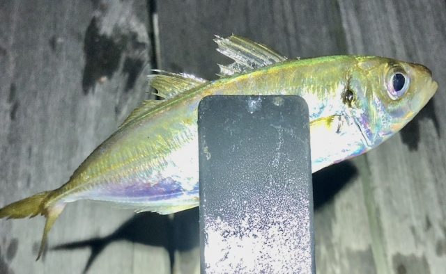 楽しめる時期|アジング,基礎,時期,釣って食べる,タックル