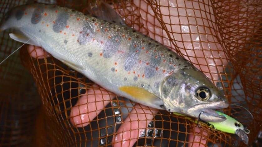 アマゴ｜渓流釣り,釣れる魚,種類,釣り方