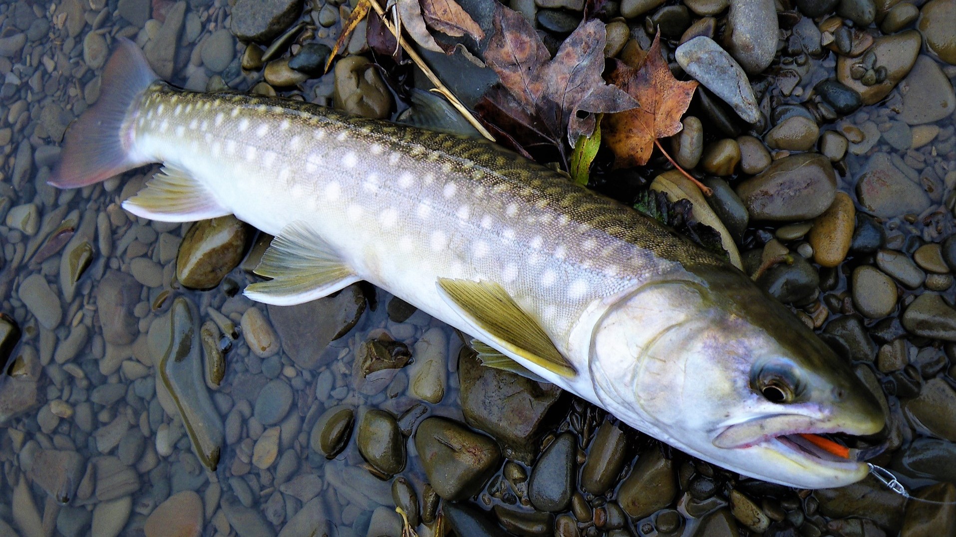 アメマス|渓流釣り,釣れる魚,種類,釣り方