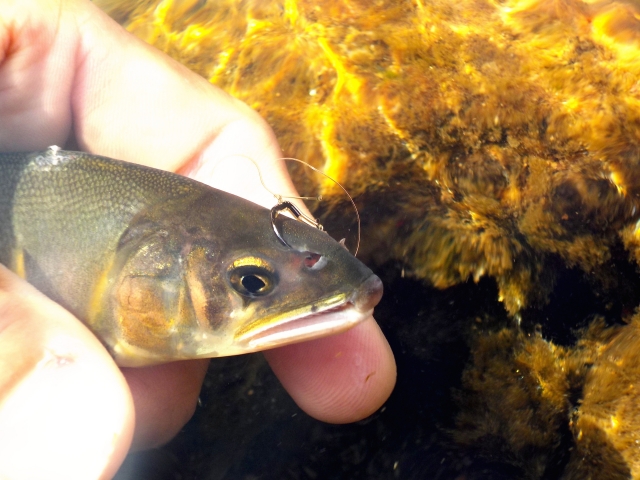 アユ釣り,釣り方,仕掛け