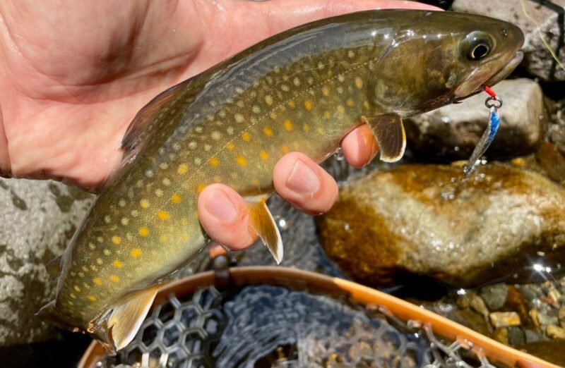ルアーの動かし方｜渓流ルアー釣,初心者,釣り方