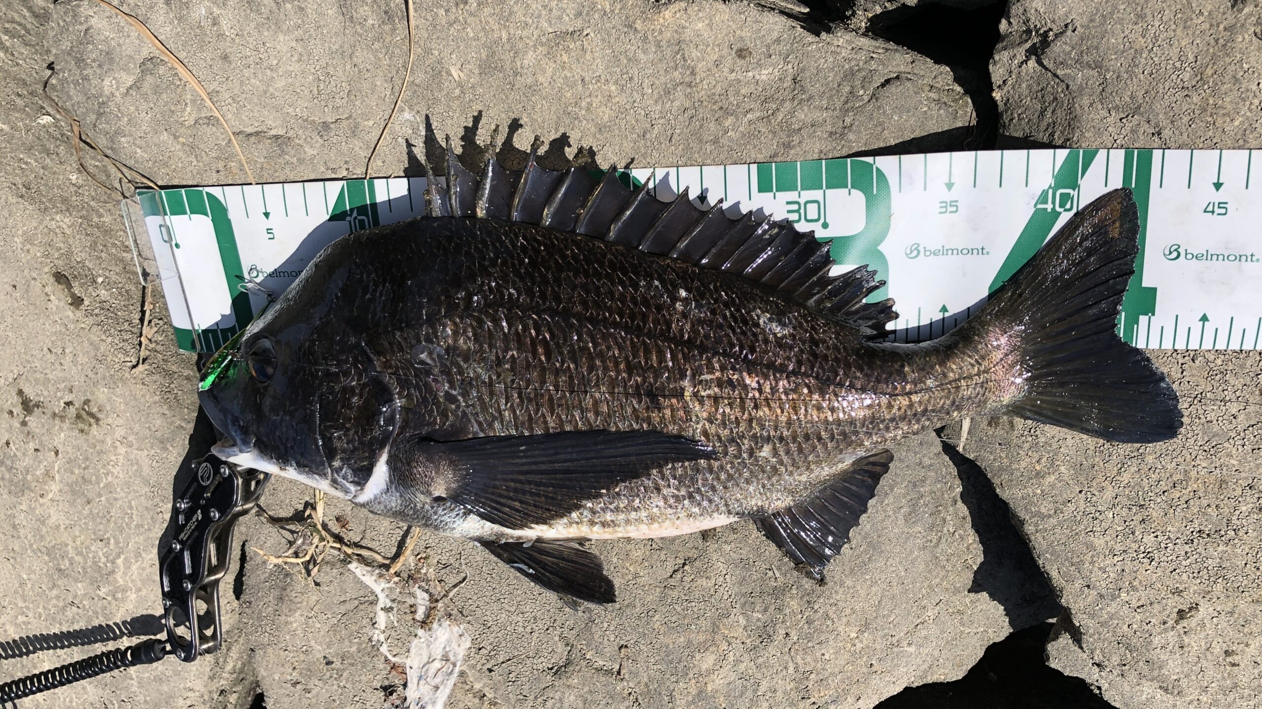 5月7日｜春,チニング,釣果,タックルデータ,ルアー,記録