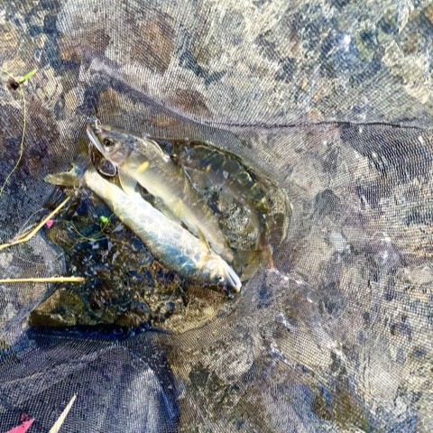 友釣り｜鮎釣り,初心者,時期,道具,ガイド