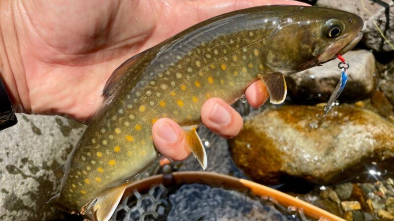 イワナ|渓流釣り,釣れる魚,種類,釣り方