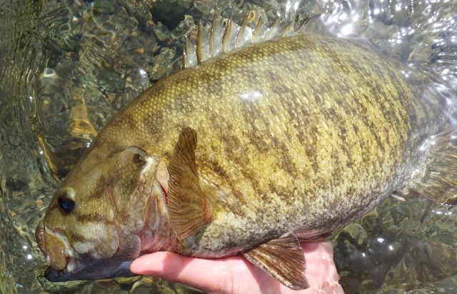 スモールマウスバス,釣れる場所,ポイント,釣り方