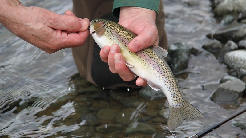ニジマス|渓流釣り,釣れる魚,種類,釣り方